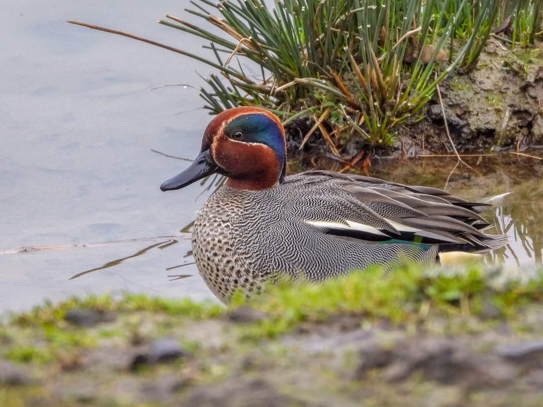 Les oiseaux hivernants du pré inondé d'Ypres